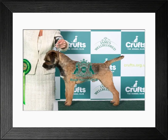 Framed Print : Border Terrier BOB Framed Print : Border Terrier BOB