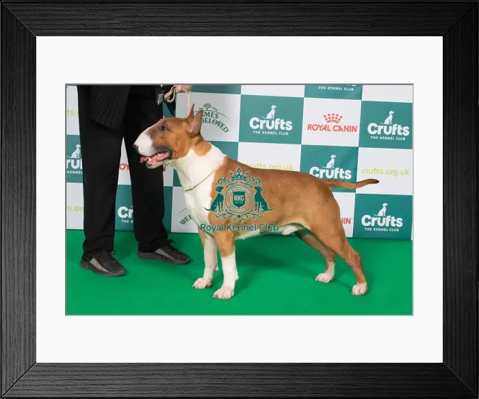 Framed Print : Bull Terrier BOB Framed Print : Bull Terrier BOB