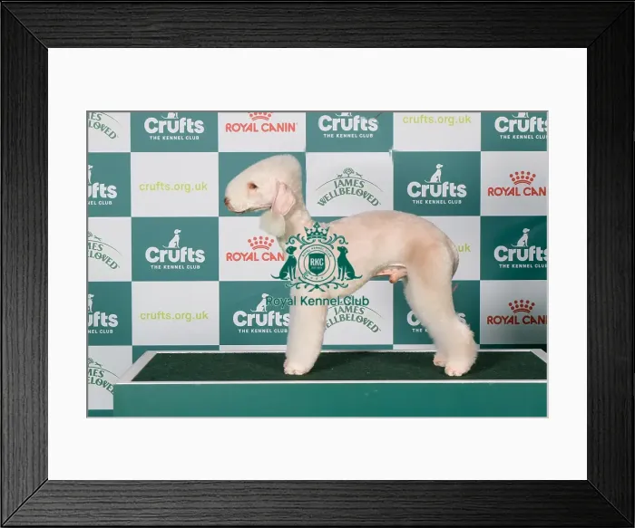Framed Print : Bedlington Terrier BOB
