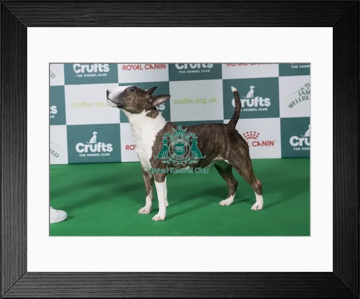 Framed Print : Bull Terrier (Miniature) BOB Framed Print : Bull Terrier (Miniature) BOB