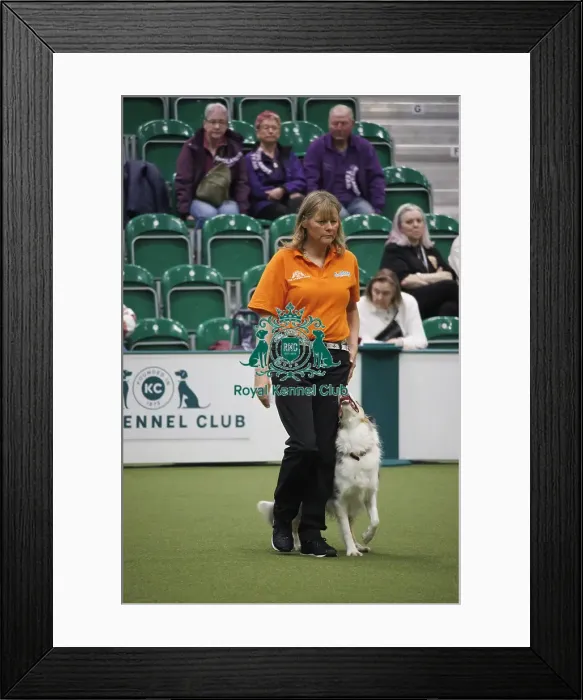 Framed Print : Crufts 2025, Friday Inter-Regional Obedience Competition Framed Print : Crufts 2025, Friday Inter-Regional Obedience Competition