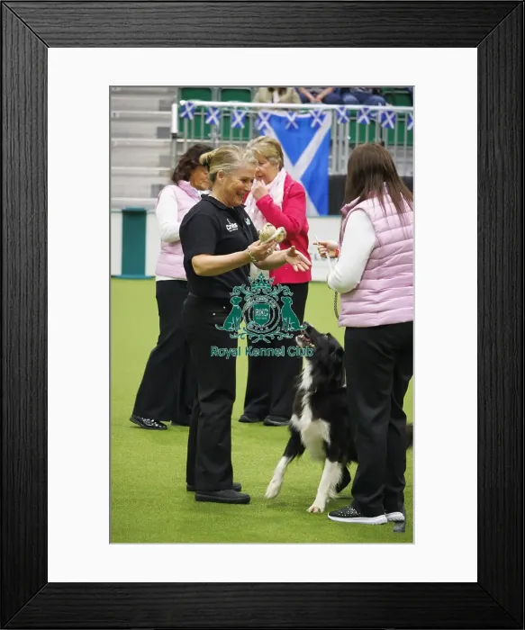Framed Print : Crufts 2025, Friday Inter-Regional Obedience Competition Framed Print : Crufts 2025, Friday Inter-Regional Obedience Competition