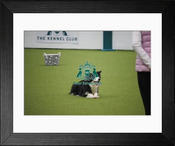 Framed Print : Crufts 2025, Friday Inter-Regional Obedience Competition Framed Print : Crufts 2025, Friday Inter-Regional Obedience Competition
