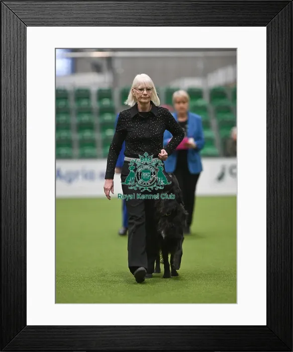 Framed Print : Championship Obedience Dogs Framed Print : Championship Obedience Dogs