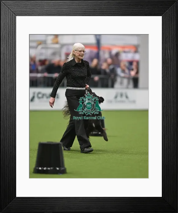 Framed Print : Championship Obedience Dogs Framed Print : Championship Obedience Dogs