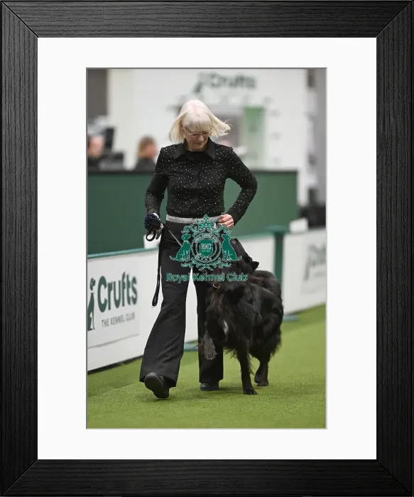 Framed Print : Championship Obedience Dogs Framed Print : Championship Obedience Dogs