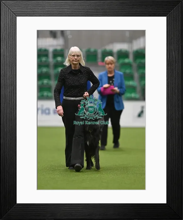 Framed Print : Championship Obedience Dogs Framed Print : Championship Obedience Dogs