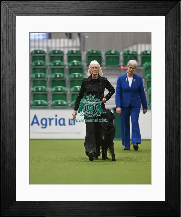 Framed Print : Championship Obedience Dogs Framed Print : Championship Obedience Dogs