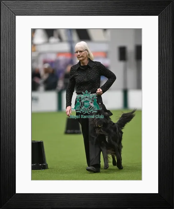 Framed Print : Championship Obedience Dogs Framed Print : Championship Obedience Dogs