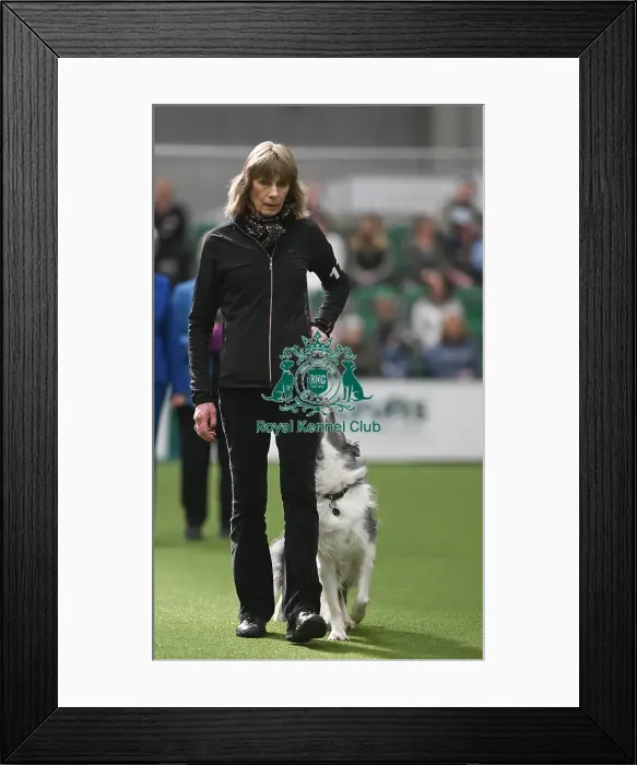 Framed Print : Championship Obedience Dogs Framed Print : Championship Obedience Dogs