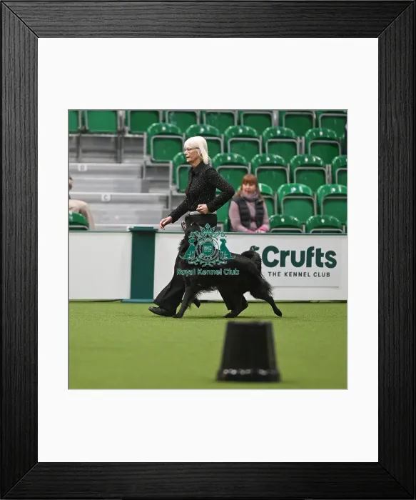 Framed Print : Championship Obedience Dogs Framed Print : Championship Obedience Dogs