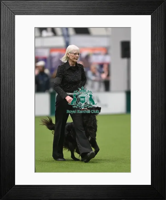 Framed Print : Championship Obedience Dogs Framed Print : Championship Obedience Dogs