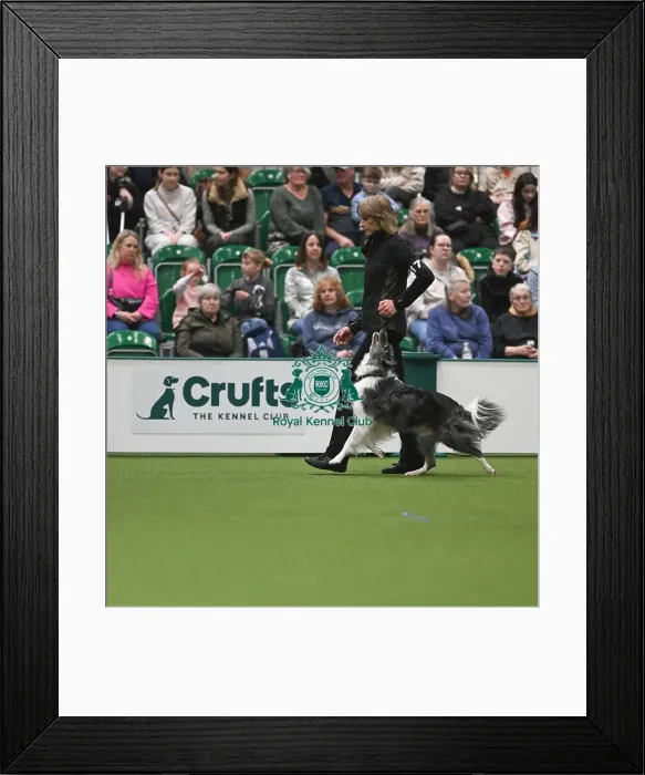 Framed Print : Championship Obedience Dogs Framed Print : Championship Obedience Dogs