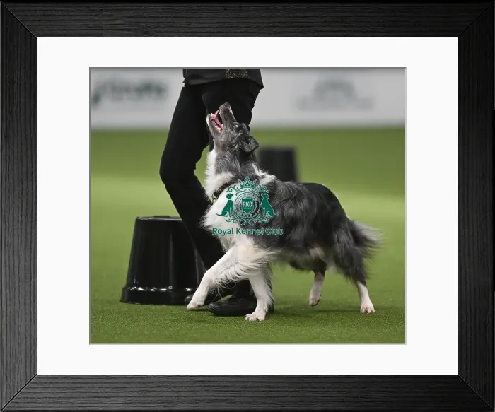 Framed Print : Championship Obedience Framed Print : Championship Obedience