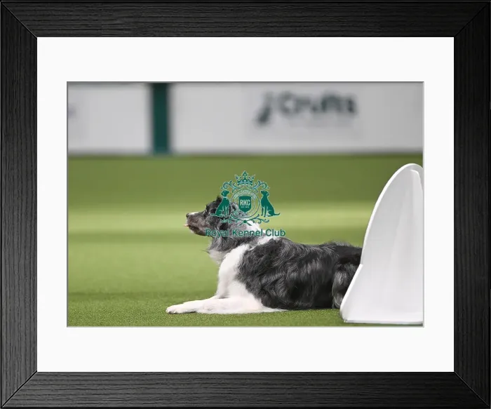 Framed Print : Championship Obedience Dogs Framed Print : Championship Obedience Dogs