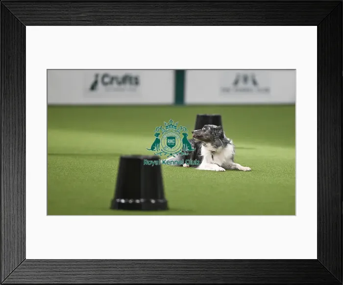 Framed Print : Championship Obedience Dogs Framed Print : Championship Obedience Dogs