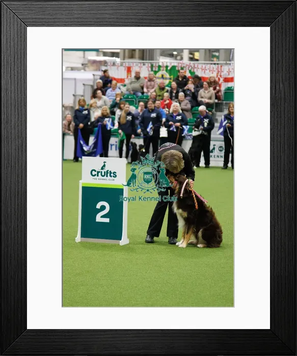 Framed Print : Inter-Regional Obedience Competition Framed Print : Inter-Regional Obedience Competition