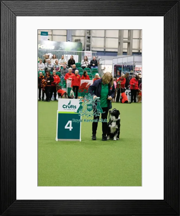 Framed Print : Inter-Regional Obedience Competition Framed Print : Inter-Regional Obedience Competition