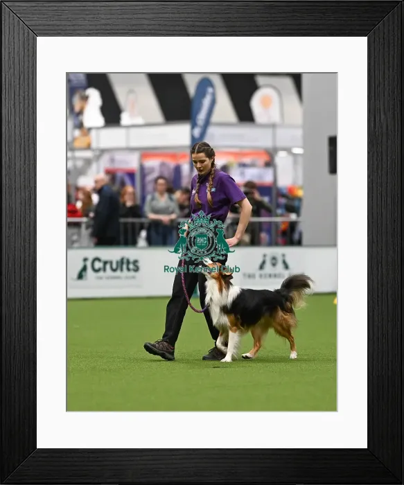 Framed Print : Obedience. Dog - Twix, Owner - Heather Mills Framed Print : Obedience. Dog - Twix, Owner - Heather Mills