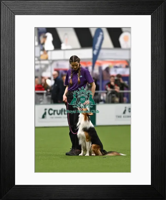 Framed Print : Obedience. Dog - Twix, Owner - Heather Mills Framed Print : Obedience. Dog - Twix, Owner - Heather Mills