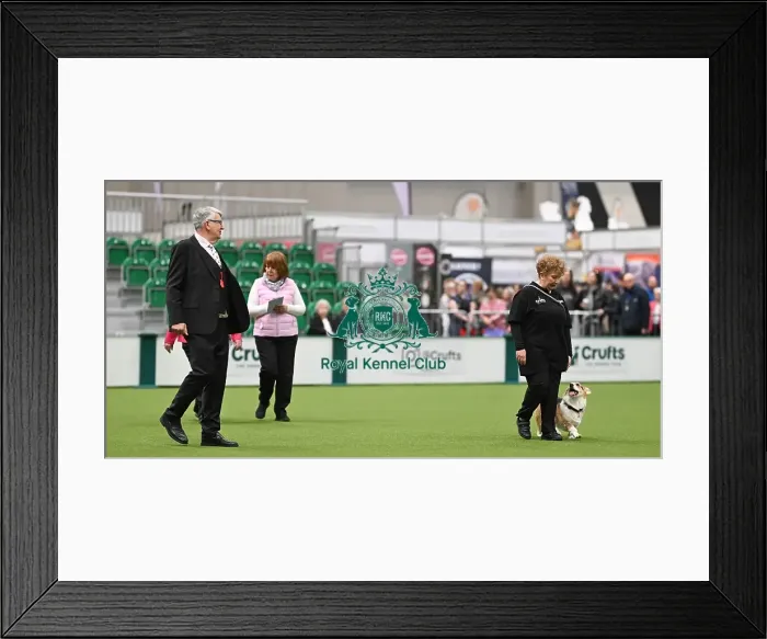 Framed Print : Obedience. Dog - Kevin, Tina Plowman Framed Print : Obedience. Dog - Kevin, Tina Plowman