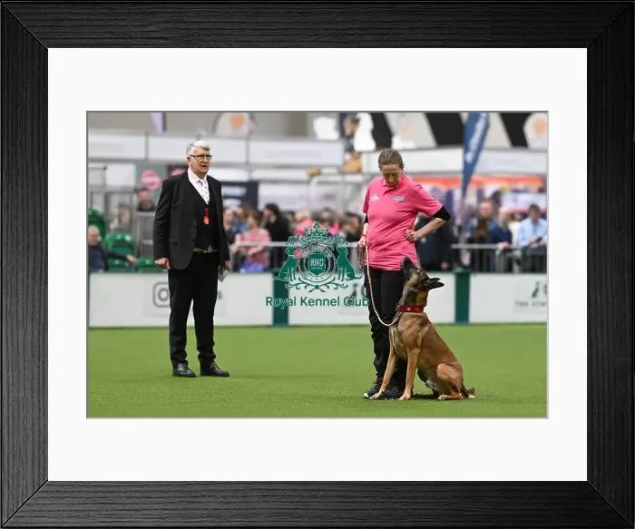 Framed Print : Obedience. Dog - Rey, Owner - Kate Bartrum Framed Print : Obedience. Dog - Rey, Owner - Kate Bartrum