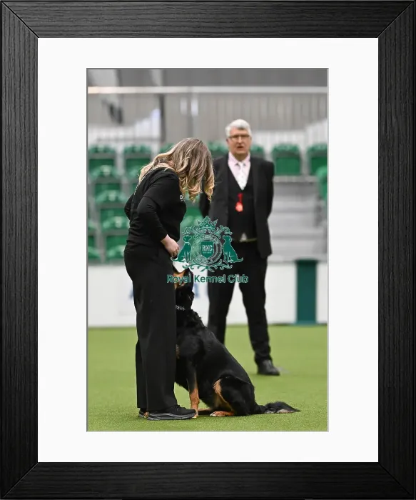Framed Print : Obedience. Dog - Sadie, Owner - Amber Taylor, Breed - New Zealand Huntaway Framed Print : Obedience. Dog - Sadie, Owner - Amber Taylor, Breed - New Zealand Huntaway