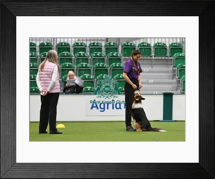 Framed Print : Obedience. Dog - Twix, Owner - Heather Mills Framed Print : Obedience. Dog - Twix, Owner - Heather Mills
