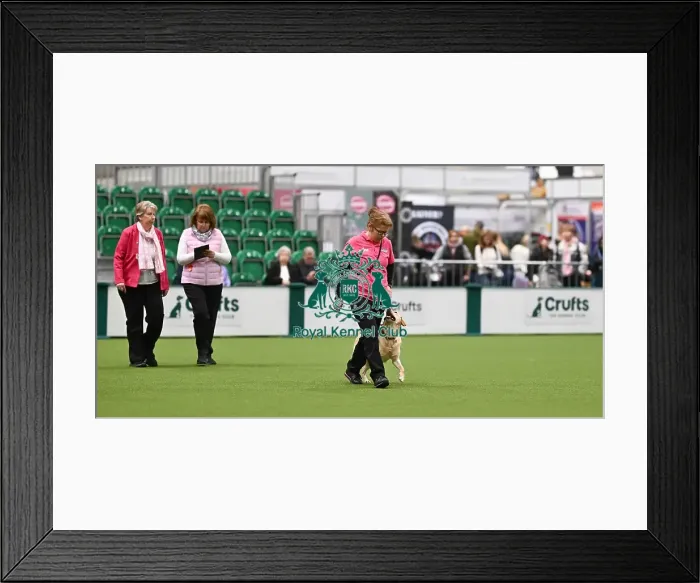 Framed Print : Obedience. Dog - Pickle, Owner - Alice Suttle Framed Print : Obedience. Dog - Pickle, Owner - Alice Suttle