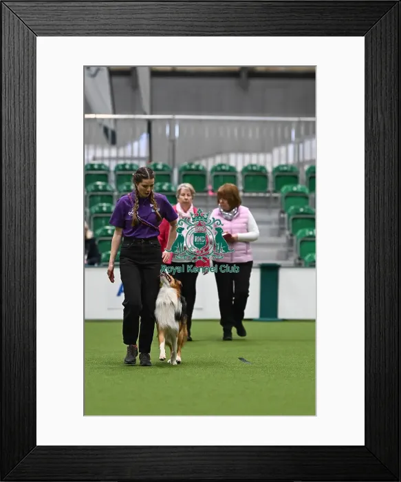 Framed Print : Obedience. Dog - Twix, Owner - Heather Mills Framed Print : Obedience. Dog - Twix, Owner - Heather Mills