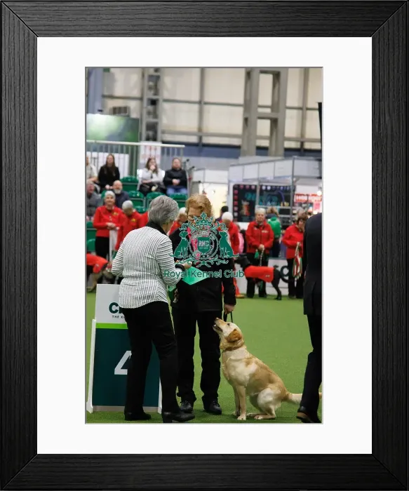 Framed Print : Inter-Regional Obedience Competition Framed Print : Inter-Regional Obedience Competition