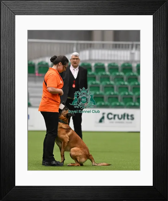 Framed Print : Obedience. Dog - Havoc, Owner - Sarah Kelly Framed Print : Obedience. Dog - Havoc, Owner - Sarah Kelly