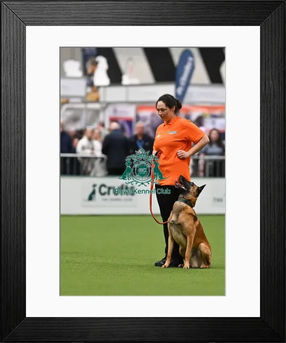 Framed Print : Obedience. Dog - Havoc, Owner - Sarah Kelly Framed Print : Obedience. Dog - Havoc, Owner - Sarah Kelly