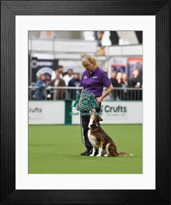 Framed Print : Obedience. Dog - Miley, Owner - Susie Wheeler, Breed - Working Sheepdog Framed Print : Obedience. Dog - Miley, Owner - Susie Wheeler, Breed - Working Sheepdog