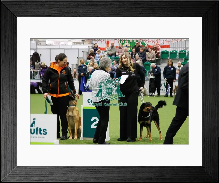 Framed Print : Inter-Regional Obedience Competition Framed Print : Inter-Regional Obedience Competition