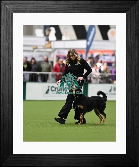 Framed Print : Obedience. Dog - Sadie, Owner - Amber Taylor. Breed New Zealand Huntaway Framed Print : Obedience. Dog - Sadie, Owner - Amber Taylor. Breed New Zealand Huntaway