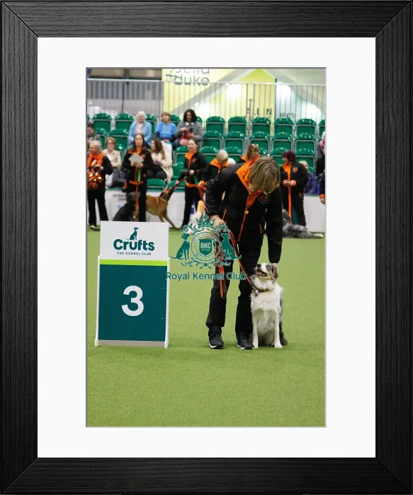 Framed Print : Inter-Regional Obedience Competition Framed Print : Inter-Regional Obedience Competition