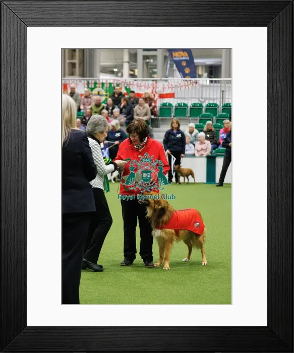 Framed Print : Inter-Regional Obedience Competition Framed Print : Inter-Regional Obedience Competition