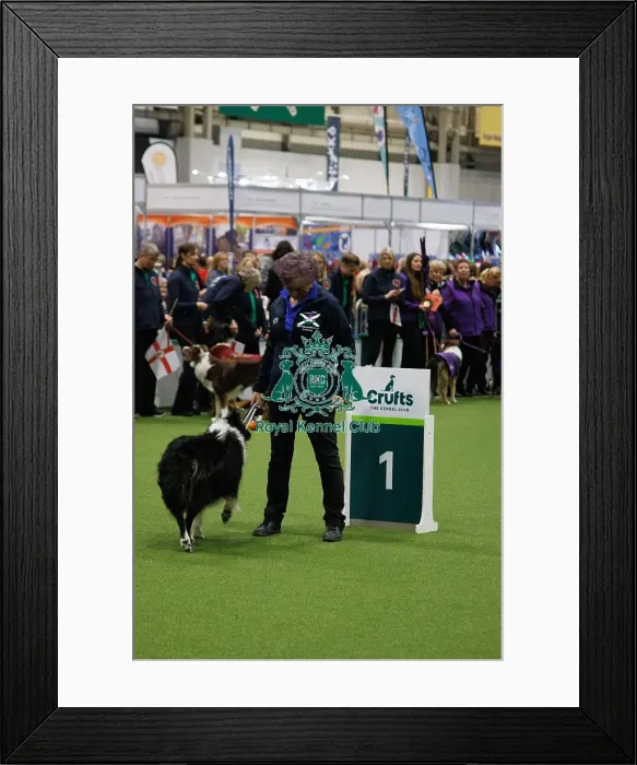 Framed Print : Inter-Regional Obedience Competition Framed Print : Inter-Regional Obedience Competition