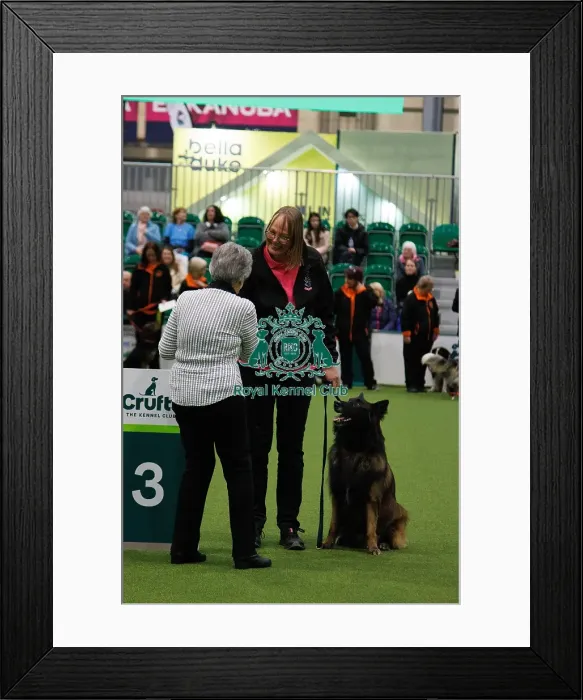 Framed Print : Inter-Regional Obedience Competition Framed Print : Inter-Regional Obedience Competition