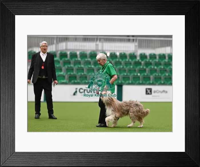 Framed Print : Obedience. Dog - Dale, Owner - Carol Lewin Framed Print : Obedience. Dog - Dale, Owner - Carol Lewin