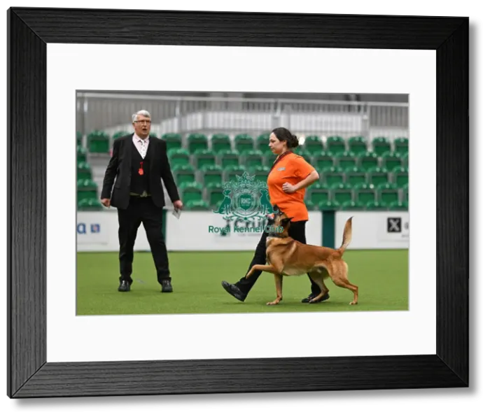 Framed Print : Obedience. Dog - Havoc, Sarah Kelly Framed Print : Obedience. Dog - Havoc, Sarah Kelly