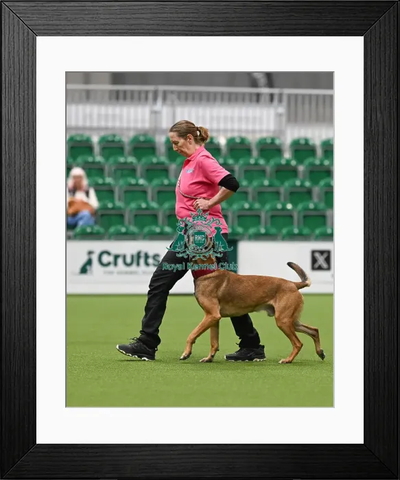 Framed Print : Obedience. Dog - Rey, Owner - Kate Bartrum Framed Print : Obedience. Dog - Rey, Owner - Kate Bartrum