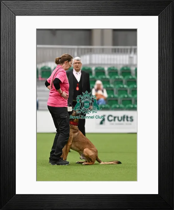Framed Print : Obedience. Dog - Rey, Owner - Kate Bartrum Framed Print : Obedience. Dog - Rey, Owner - Kate Bartrum