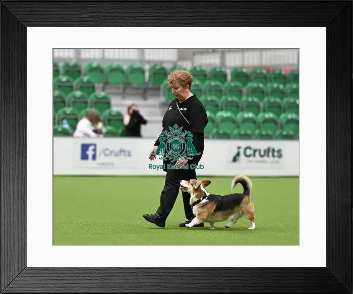 Framed Print : Obedience. Dog - Kevin, Owner - Tina Plowman Framed Print : Obedience. Dog - Kevin, Owner - Tina Plowman
