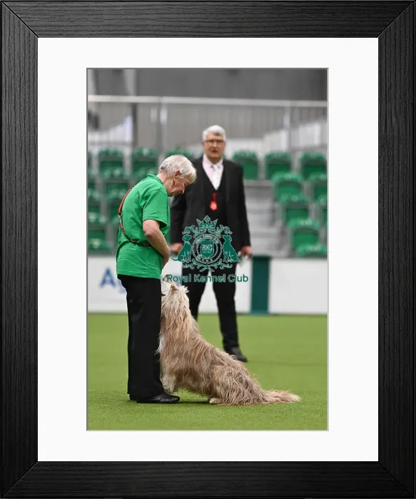 Framed Print : Obedience. Dog - Dale, Owner - Carol Lewin Framed Print : Obedience. Dog - Dale, Owner - Carol Lewin