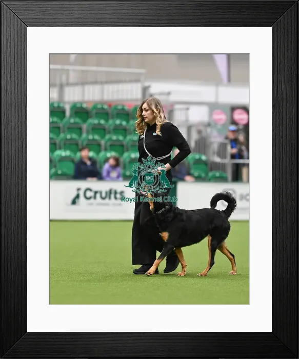 Framed Print : Obedience. Dog - Sadie, Owner - Amber Taylor, Breed - New Zealand Huntaway Framed Print : Obedience. Dog - Sadie, Owner - Amber Taylor, Breed - New Zealand Huntaway