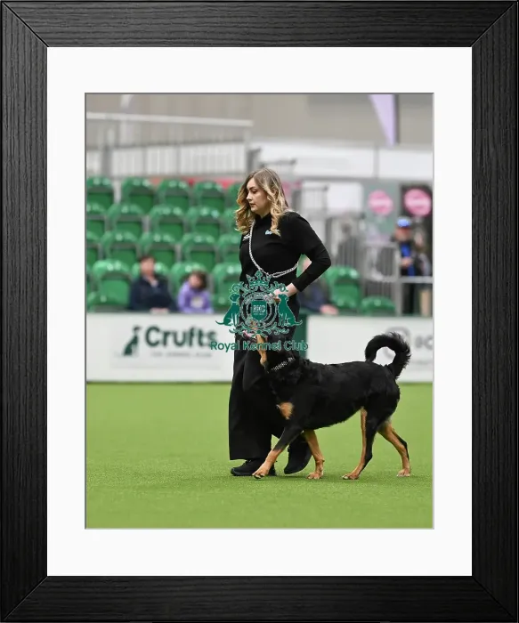 Framed Print : Obedience. Dog - Sadie, Owner - Amber Taylor, Breed - New Zealand Huntaway Framed Print : Obedience. Dog - Sadie, Owner - Amber Taylor, Breed - New Zealand Huntaway