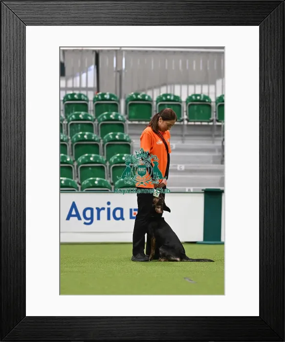 Framed Print : Obedience. Dog - Beck, Owner - Natalie Grey Framed Print : Obedience. Dog - Beck, Owner - Natalie Grey