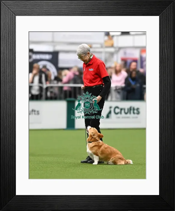 Framed Print : Obedience. Dog - Buffy, Owner - Jen Jessop Framed Print : Obedience. Dog - Buffy, Owner - Jen Jessop